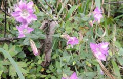 龍膽草產(chǎn)地在哪里、有幾個品種 對生長環(huán)境要求