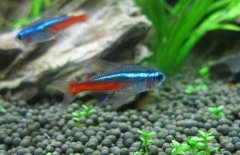 紅綠燈魚怎么養(yǎng)，紅綠燈魚的仔魚如何管理
