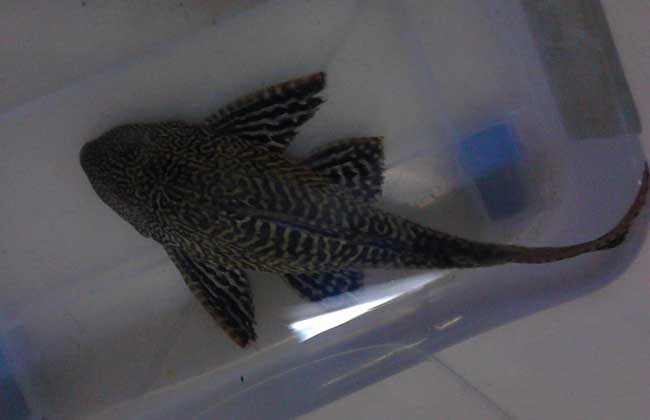 清道夫魚怎么飼養(yǎng)？