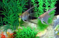 神仙魚怎么分公母，神仙魚性別如何鑒別