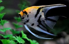 神仙魚和什么魚混養(yǎng)好，神仙魚怎么養(yǎng)？