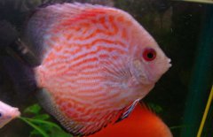 神仙魚和什么魚混養(yǎng)好？
