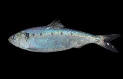 沙丁魚吃什么食物？沙丁魚產(chǎn)自什么地方？