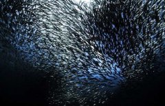 沙丁魚是深海魚嗎，常見深海魚有哪些？