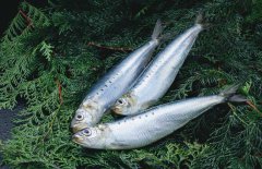 沙丁魚是什么魚，沙丁魚產(chǎn)地哪里？