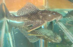 清道夫魚怎么繁殖？