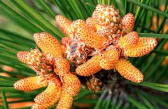 松花粉能減肥嗎？