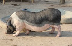 香豬吃什么食物，香豬的飼料種類(lèi)與搭配原則