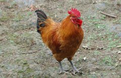 公雞為什么打鳴？