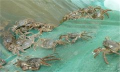 河蟹能活多久、吃什么，螃蟹脫離水可以活幾天