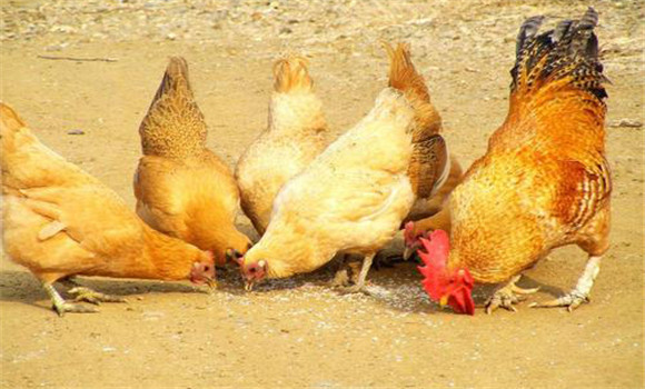 土雞飼養(yǎng)技術要點