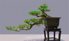 現代盆景可以分為哪幾大派系
