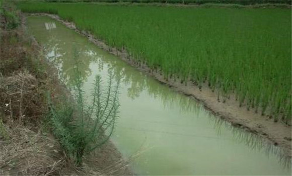 小龍蝦可以和稻田魚(yú)混養(yǎng)嗎？