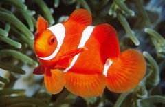 小丑魚是淡水魚嗎？