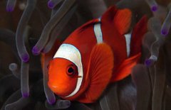 小丑魚吃什么飼料？