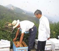 養(yǎng)蜂八月秋繁要注意些什么？