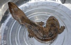 娃娃魚(yú)怎么殺怎么清洗、怎么吃?