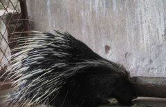 豪豬是幾級保護動物，豪豬刺掉了還會長嗎？