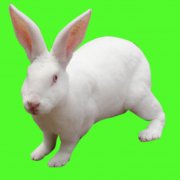 獺兔飼養(yǎng)管理技術(shù)的難點(diǎn)和重點(diǎn)，共六點(diǎn)