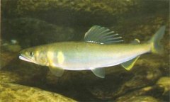 香魚是什么魚，香魚的主要產(chǎn)地在哪里？