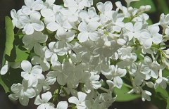 五月丁香北京香，北方丁香花期在五月