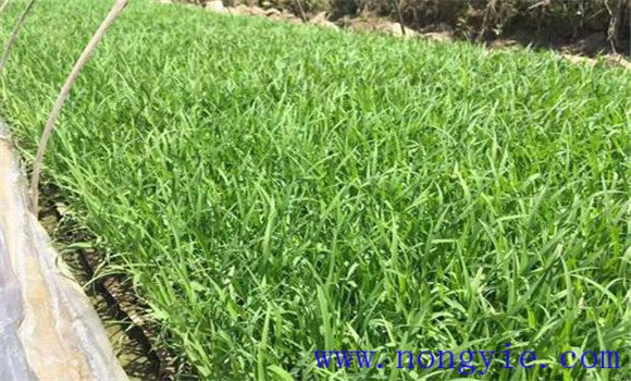 大棚黃瓜、水稻、菠菜高效種植模式簡(jiǎn)介