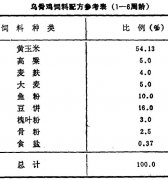 怎樣飼養(yǎng)商品烏骨雞？