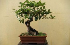 家庭陽臺(tái)盆栽桂花如何養(yǎng)護(hù)？