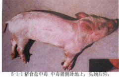 豬食鹽中毒癥狀是什么，怎樣防治豬食鹽中毒？