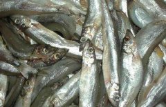多春魚的產(chǎn)地在哪里？多春魚如何養(yǎng)殖