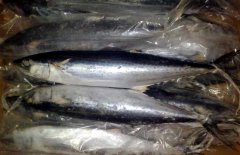 馬鮫魚產(chǎn)地在哪里、有哪些種類 能人工養(yǎng)殖嗎？