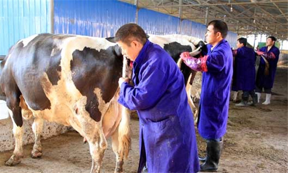 牛胎衣不下怎么辦，牛胎衣不下治療方法