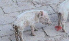 仔豬腹瀉怎么治療？哺乳仔豬飼養(yǎng)管理技術(shù)要點(diǎn)