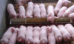 如何治療斷奶后仔豬腹瀉，有哪些預(yù)防措施？