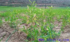 黃芪種植后如何管理？黃芪田間管理的主要內(nèi)容
