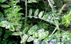黃芪常見病蟲害有哪些？黃芪病蟲害的防治方法
