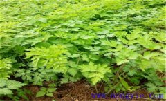 當歸種植多久采收？當歸需要什么樣的生長條件