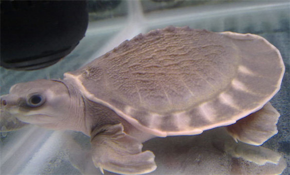 豬鼻龜是保護(hù)動物嗎