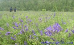 黃芩需要什么樣的生長(zhǎng)條件，黃芩怎么播種？