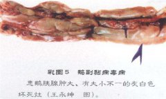 鵝副粘病毒癥狀及治療的方法，怎么治療