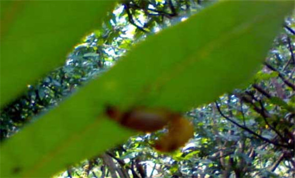 樹(shù)虱怎么防治才好？
