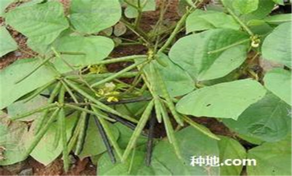 綠豆怎么種植能高產(chǎn)？