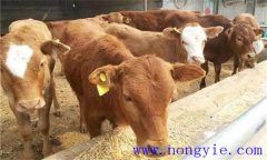 犢牛初乳期過(guò)后，如何做好補(bǔ)飼與斷乳？