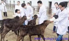 犢牛在出生時(shí)應(yīng)該注意什么？