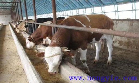 肉牛的精、粗飼料比例