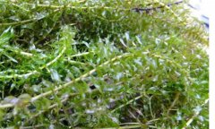 輪葉黑藻種植技術(shù)、種植時(shí)間和注意事項(xiàng)