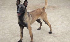 犬冠狀病毒癥狀，犬冠狀病毒怎么治療