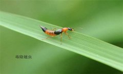 隱翅蟲怎么預(yù)防才好，被隱翅蟲咬了怎么辦？