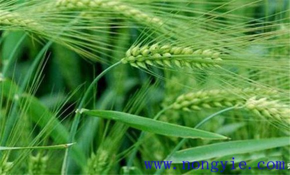 小麥吸漿蟲的農業(yè)預防方法