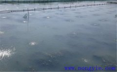 怎樣為魚(yú)塘增加氧氣，給魚(yú)塘增氧有幾種方法？